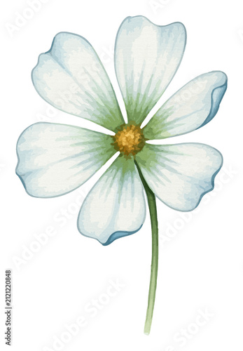 Canvastavla Elegant watercolor white cosmos flower illustration with soft green petals and y