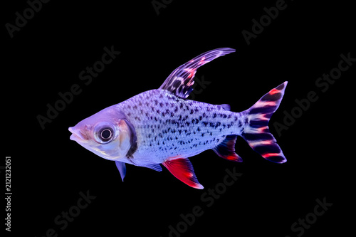 Foto red fei feng tropical fish isolated on white
