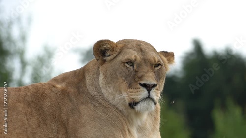 Regal Lioness Portrait in Blair Drummond. Close-Up