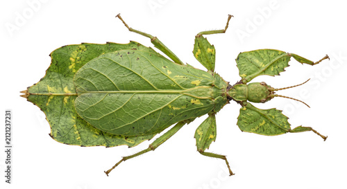 Foto Incredible camouflage of a leaf insect mimicking a plant's foliage