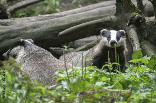 Badgers, carnivora, badgers, European badgers, meles meles, predators, mammals, raptors, mammals