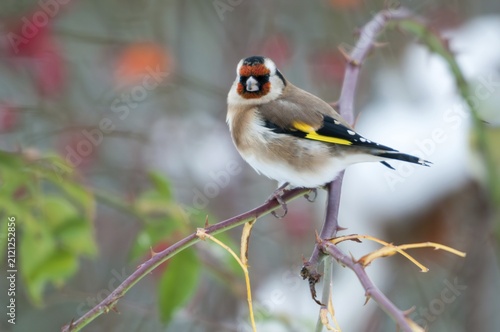 Carduelis carduelis, goldfinch, dog rose, pink canina, rosaceae, rose family, goldfinch, autumn, birds, dog rose, flora, autumn, passeri, plants, songbirds, birds