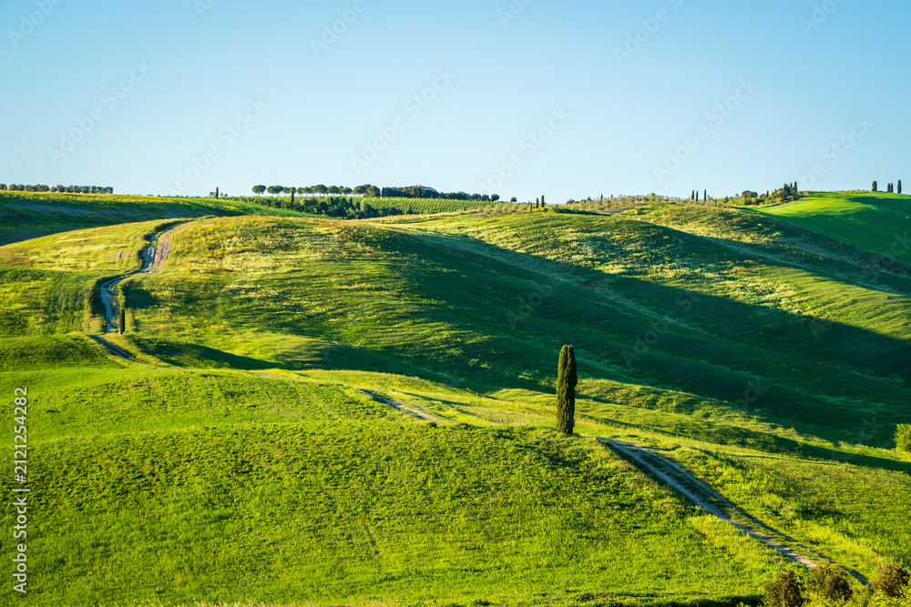 Fototapeta premium The cypresses of Val d'Orcia drone view in Tuscany of Italy 