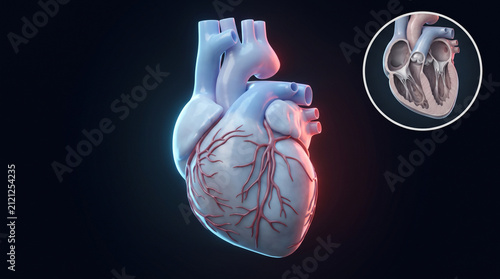 Cardiology education and healthcare diagnostics featuring human heart anatomical model with cross section diagram
