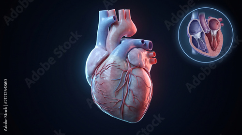 Cardiovascular health diagnostic and anatomical study concept showing realistic human heart with cross section chambers