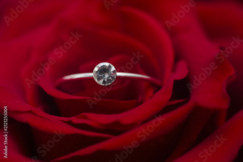 Cuadro en lienzo Beautiful ring placed on a red rose during a sunny afternoon in a garden setting