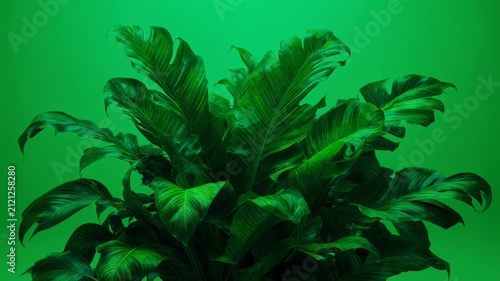 Close-up timelapse of vibrant green fern leaves in motion