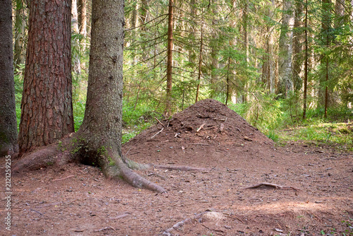 Large Anthill in a Pine Forest