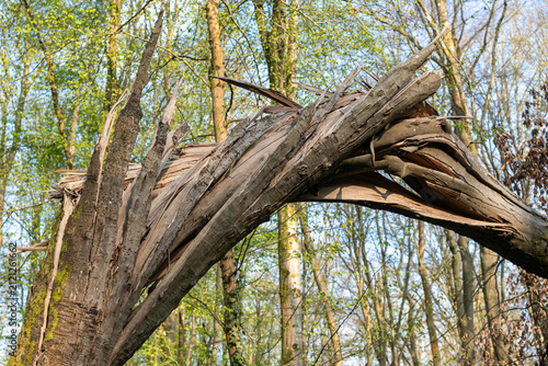 Fotografie Forêt après une tempête. Hêtre cassé et vrillé