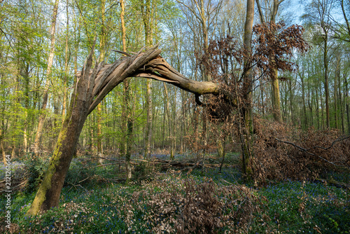 Forêt après une tempête. Hêtre cassé et vrillé