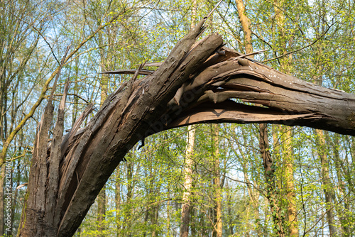 Forêt après une tempête. Hêtre cassé et vrillé