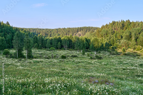 Wildflower Meadow with Trees and Forest in Summer Landscape