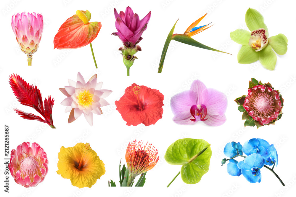 Fototapeta premium Bright tropical flowers isolated on white, set