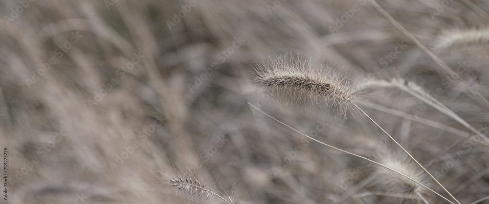 Obraz premium Panoramic select focue of bstract natural backgrounds, Black-white Natural floral background. Cogon grass with bokeh background