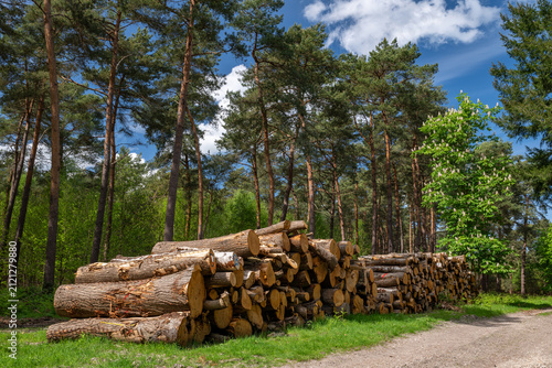 Exploitation forestière. Rondins de bois empilés le long d'un chemin dans une forêt domaniale. Pins sylvestre