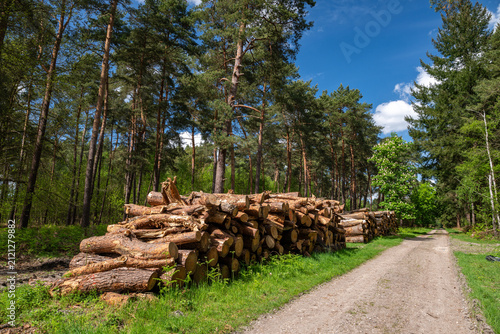 Exploitation forestière. Rondins de bois empilés le long d'un chemin dans une forêt domaniale. Pins sylvestre