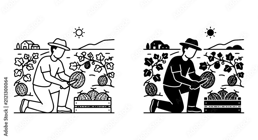 Fototapeta premium Farmer Harvesting Watermelons, Organic Farm Scene, Summer Harvest Vector Illustration