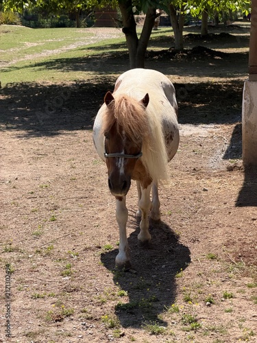 Pinto pony walking across a farmyard