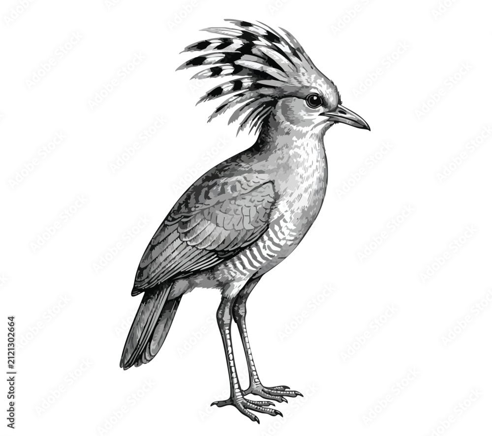 Fototapeta premium Detailed black and white illustration of a crested bird with intricate feathers