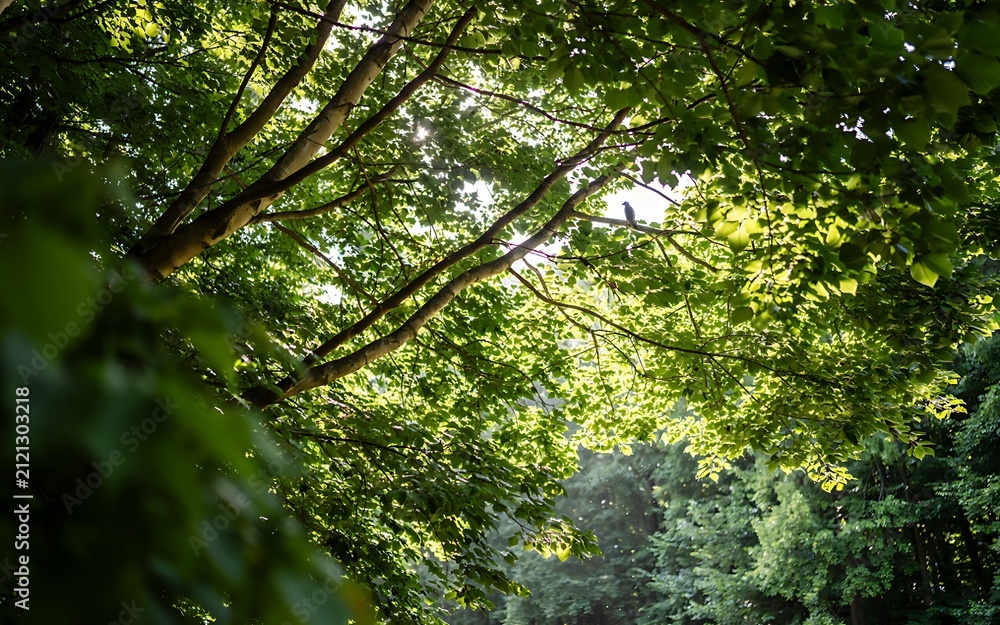 Fototapeta premium Sunlight Filtering Through Lush Green Tree Canopy in a Summer Forest Creating a Beautiful Starburst Effect