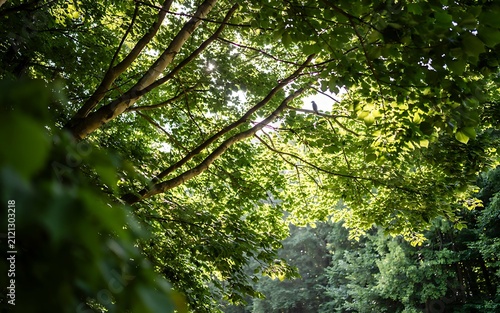 Sunlight Filtering Through Lush Green Tree Canopy in a Summer Forest Creating a Beautiful Starburst Effect