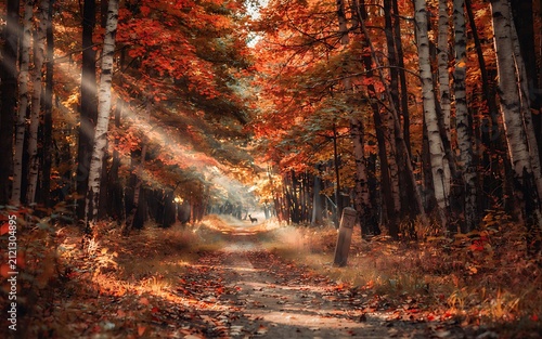 Beautiful Autumn Forest Path with Golden Sunbeams, Red Maple Leaves, and a Wild Deer in Distance