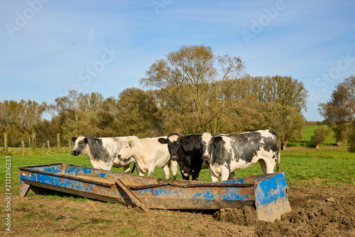 Four cows in a field with a feeding trough under a bright blue sky. A peaceful rural scene showcasing farm animals and agriculture.