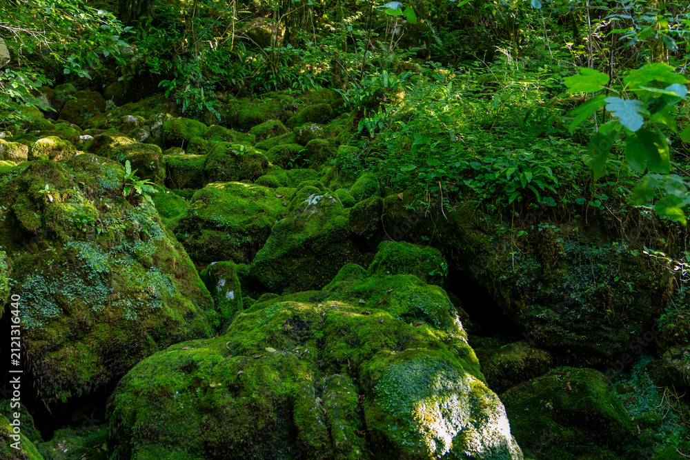 Obraz premium Beautiful square view a mossy forest with a lot of rocks and leaves. Samegrelo; Georgia