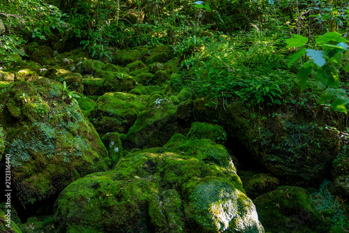 Fotografie Beautiful square view a mossy forest with a lot of rocks and leaves