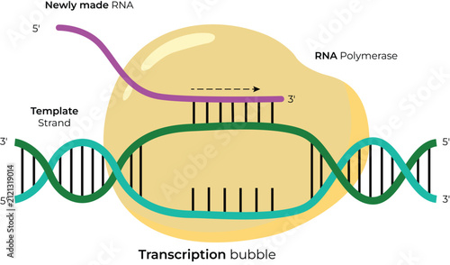 фотографія DNA Transcription Process Diagram with RNA Polymerase Enzyme and Transcription B