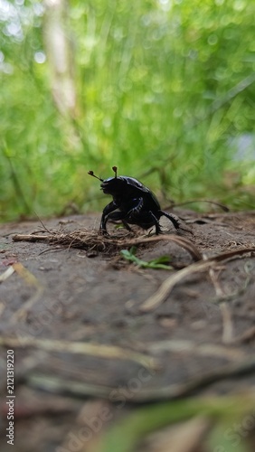 Foto Low angle macro shot of a black dor beetle walking on ground in green forest, close up