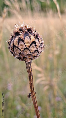 wild plant seed pods in summer close-up.