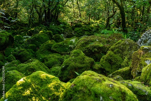 Fotografie Beautiful square view a mossy forest with a lot of rocks and leaves
