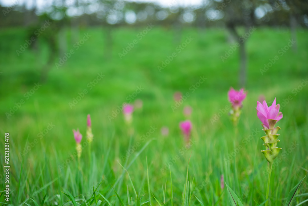 Obraz premium Siam Tulip pink flower blooming in forest mountain at Sai Thong National Park Chaiyaphum province Thailand.Unseen in Thailand on rainy season
