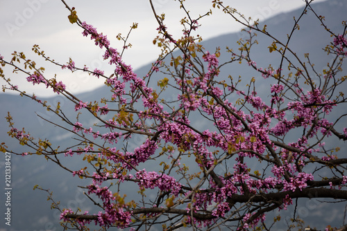 Pink Spring Blossoms Overlooking Lake Garda and Mountains, Italy