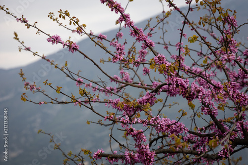 Pink Spring Blossoms Overlooking Lake Garda and Mountains, Italy