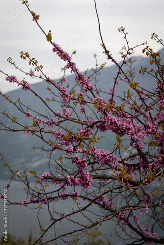 Pink Spring Blossoms Overlooking Lake Garda and Mountains, Italy