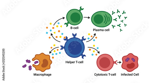 Immune System Response Vector Illustration with Macrophage B-Cell T-Cell