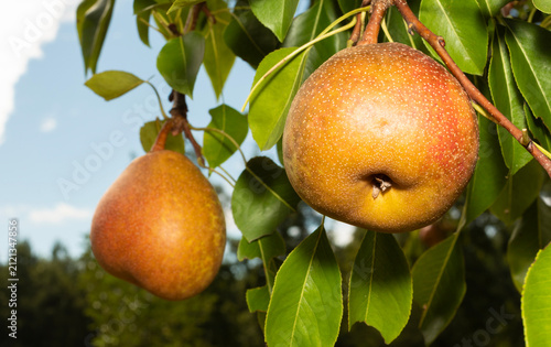 Brightly colored pears that are ripe on the tree