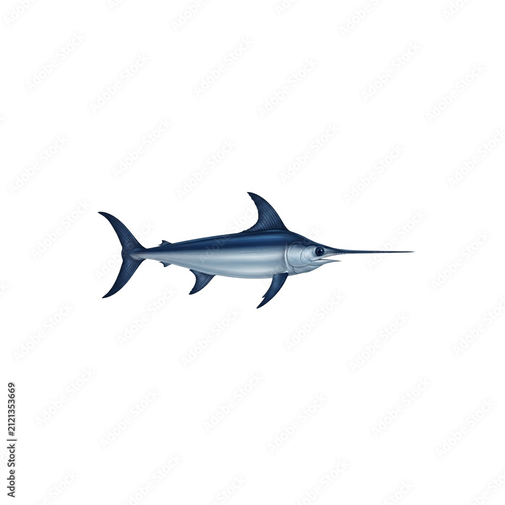Fototapeta premium Swordfish Illustration
