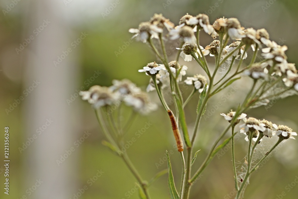 Fototapeta premium Blattwespenlarve (Tenthredinidae) an Sumpf-Schafgarbe (Achillea ptarmica)