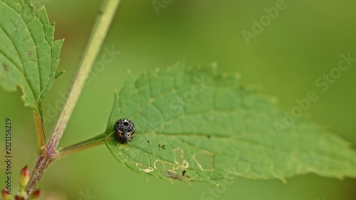 Cuadro en lienzo Weißschildiger Braunwurzschaber (Cionus scrophulariae) an Knotiger Braunwurz (Sc