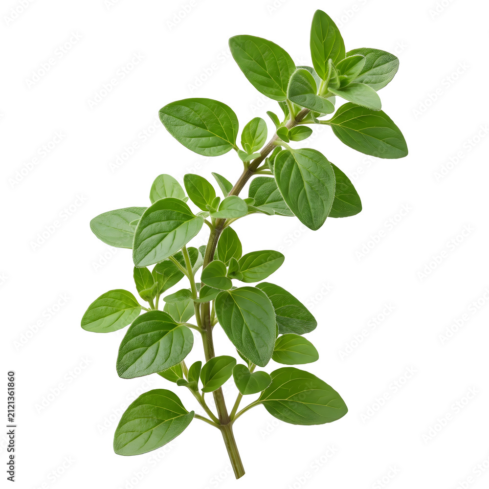 Fototapeta premium Fresh Green Oregano Herb Stem Isolated on Transparent Background