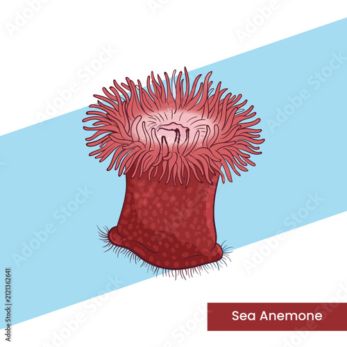 Hand-drawn vector illustration of a red sea anemone with textured tentacles, ideal for marine biology education, coral reef projects, and ocean-themed graphic designs.
