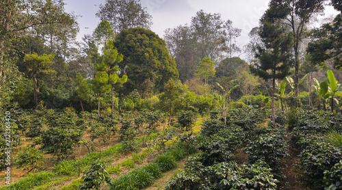 Landscape of an Arabica coffee plantation surrounded by forest trees, in Kamojang, West Java, Indonesia, Asia, in the afternoon. Food, agriculture, commodity, and industry concept.