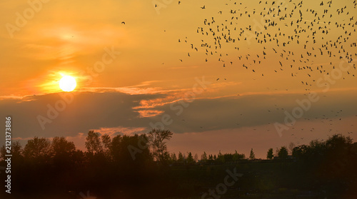 Vogelschwarm im Abendrot
