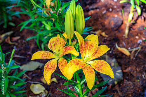 Winter flowers are beautiful, vibrant, and worth admiring.