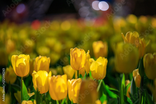 Winter flowers are beautiful, vibrant, and worth admiring.