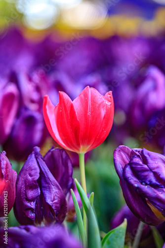 Winter flowers are beautiful, vibrant, and worth admiring.