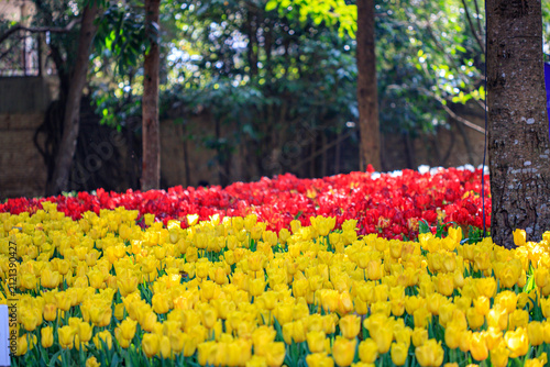 Winter flowers are beautiful, vibrant, and worth admiring.